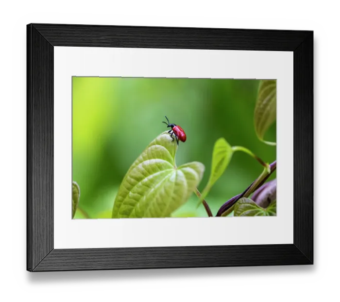 Framed Print : Exotic air potato leaf beetle eat leaves