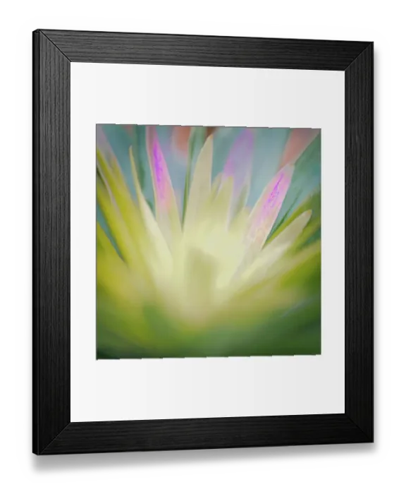 Framed Print : USA, New Jersey. Abstract of flower petals. ©Jay O'Brien / Jaynes Gallery / DanitaDelimont.com Framed Print : USA, New Jersey. Abstract of flower petals. ©Jay O'Brien / Jaynes Gallery / DanitaDelimont.com