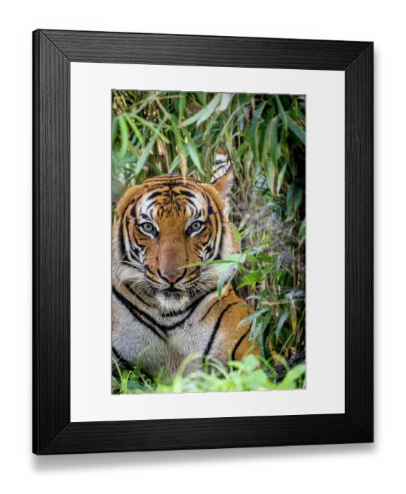 Framed Print : A male Malayan tiger stares
