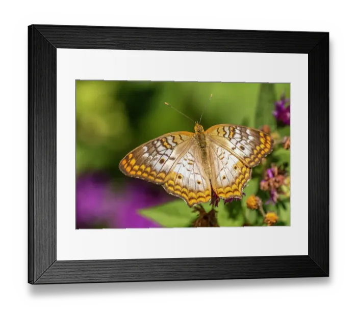 Framed Print : USA, New Mexico, ABQ BioPark Botanic Garden. White peacock butterfly close-up Framed Print : USA, New Mexico, ABQ BioPark Botanic Garden. White peacock butterfly close-up