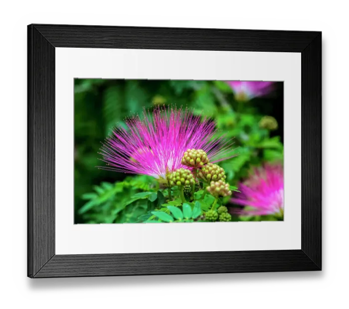 Framed Print : Mimosa tree in bloom Framed Print : Mimosa tree in bloom