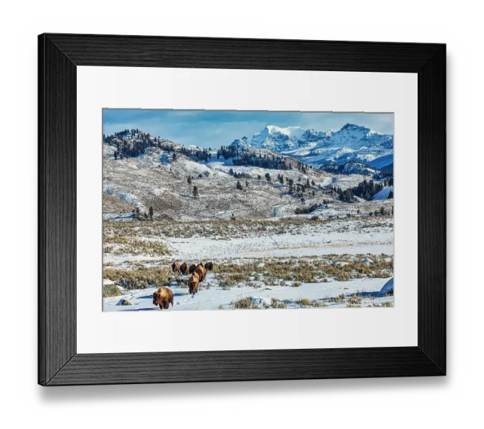 Framed Print : Northern range of Yellowstone National Park Framed Print : Northern range of Yellowstone National Park