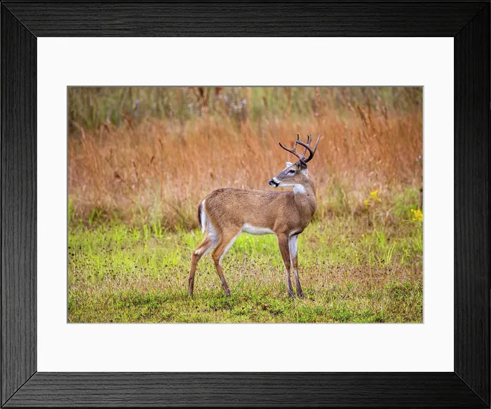 Framed Print : Male white-tailed deer in southwest Florida