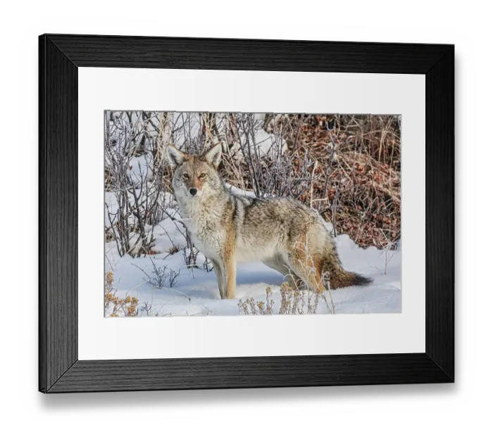 Framed Print : Coyote roaming in the Lamar Valley in Yellowstone National Park Framed Print : Coyote roaming in the Lamar Valley in Yellowstone National Park