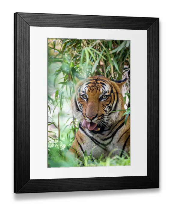 Framed Print : A male Malayan tiger stares Framed Print : A male Malayan tiger stares