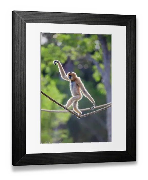 Framed Print : A female buff-cheeked gibbon easily walks across a suspended rope Framed Print : A female buff-cheeked gibbon easily walks across a suspended rope