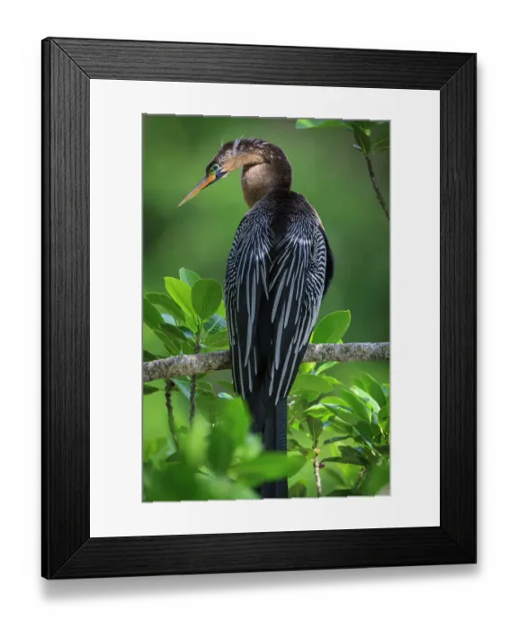 Framed Print : A perched female anhinga Framed Print : A perched female anhinga