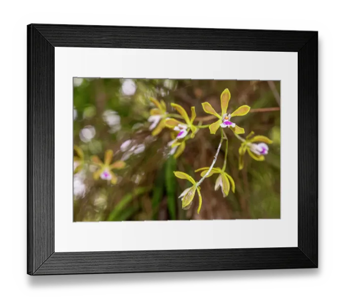 Framed Print : The butterfly orchid is locally abundant among the swamps and woodlands of south Florida. It can be quite showy and fragrant Framed Print : The butterfly orchid is locally abundant among the swamps and woodlands of south Florida. It can be quite showy and fragrant