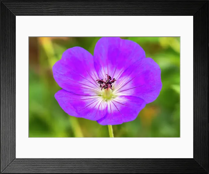 Framed Print : USA, New Mexico. Close-up of geranium blossom Framed Print : USA, New Mexico. Close-up of geranium blossom