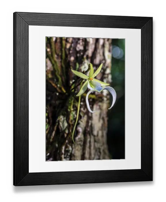 Framed Print : The ghost orchid is one of the rarest and most coveted of all wild orchids. It is an endangered epiphyte, growing on trees in relatively deep swamps in southwest Florida