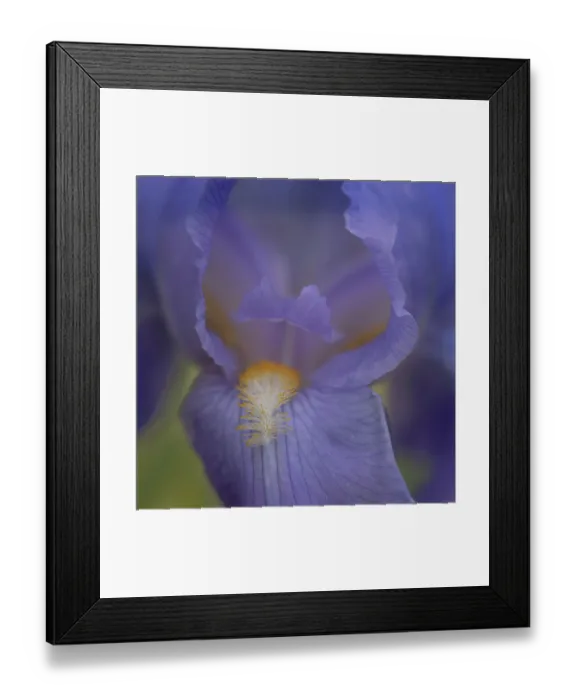 Framed Print : USA, New Jersey. Close-up of iris petals. ©Jay O'Brien / Jaynes Gallery / DanitaDelimont.com Framed Print : USA, New Jersey. Close-up of iris petals. ©Jay O'Brien / Jaynes Gallery / DanitaDelimont.com