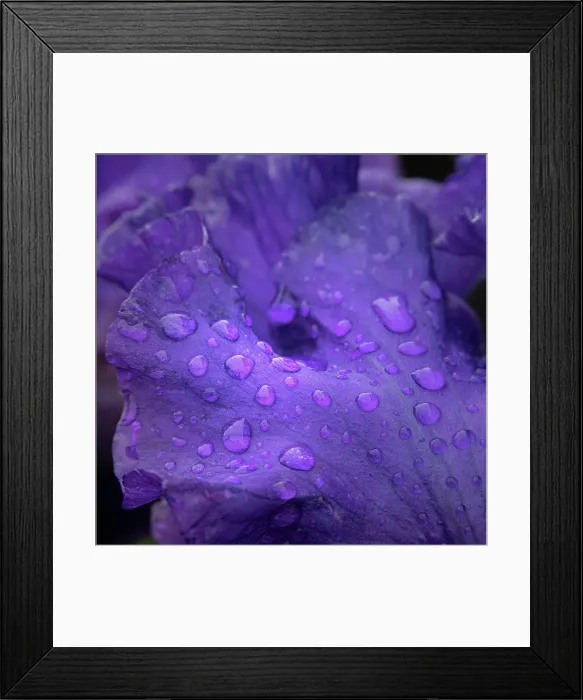Framed Print : USA, New Jersey. Close-up of raindrops on iris petals. ©Jay O'Brien / Jaynes Gallery / DanitaDelimont.com Framed Print : USA, New Jersey. Close-up of raindrops on iris petals. ©Jay O'Brien / Jaynes Gallery / DanitaDelimont.com