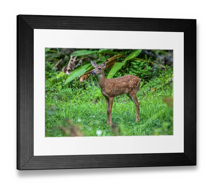 Framed Print : White-tailed deer fawn
