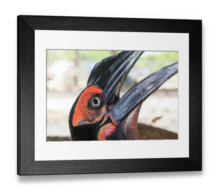 Framed Print : African ground hornbill eye and lash Framed Print : African ground hornbill eye and lash