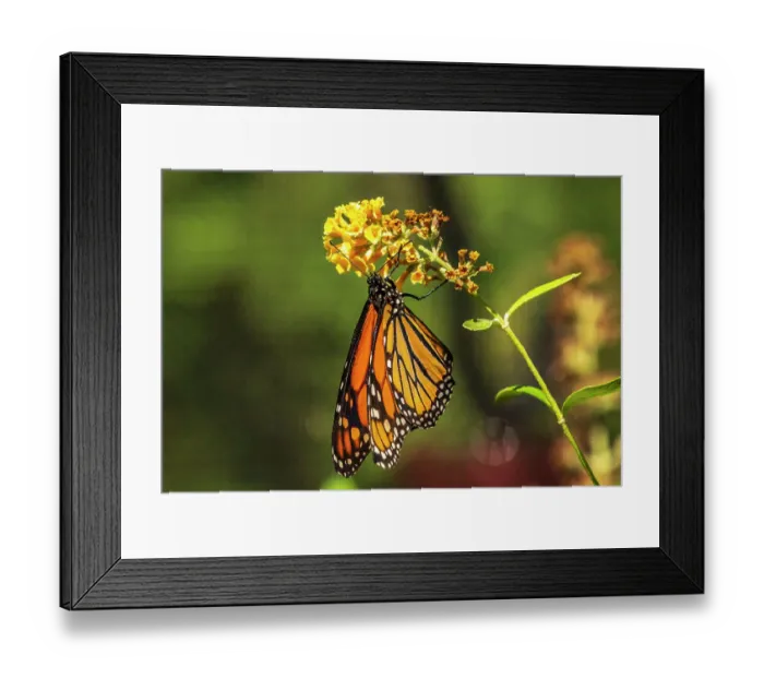 Framed Print : USA, New Mexico, ABQ BioPark Botanic Garden. Monarch butterfly on flower