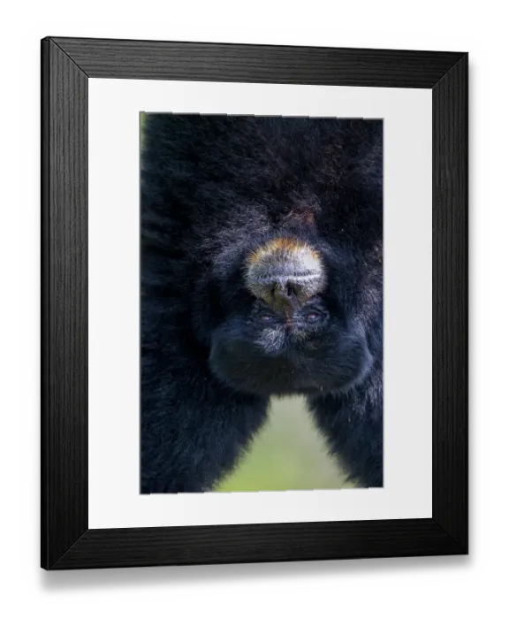 Framed Print : A Simang gibbon hanging upside down