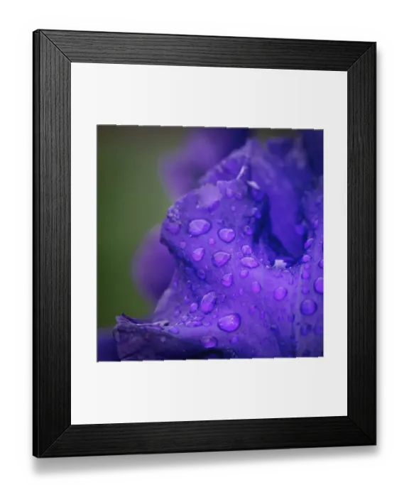 Framed Print : USA, New Jersey. Close-up of raindrops on iris petals. ©Jay O'Brien  /  Jaynes Gallery  /  DanitaDelimont.com