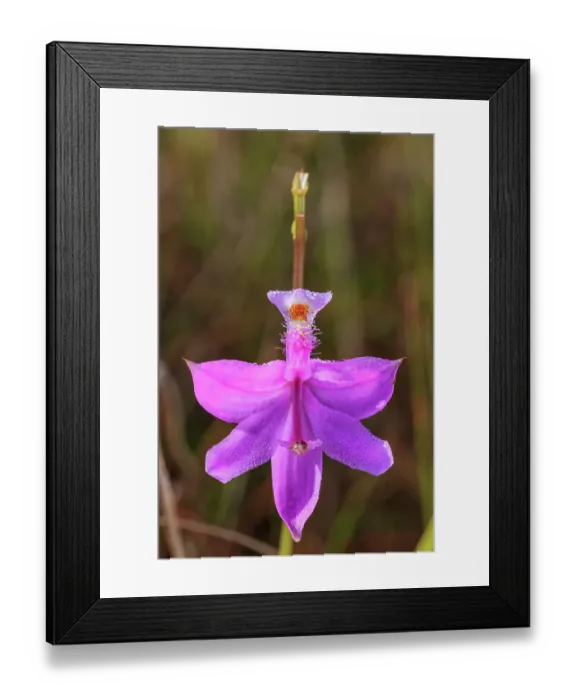 Framed Print : A grass-pink orchid Framed Print : A grass-pink orchid