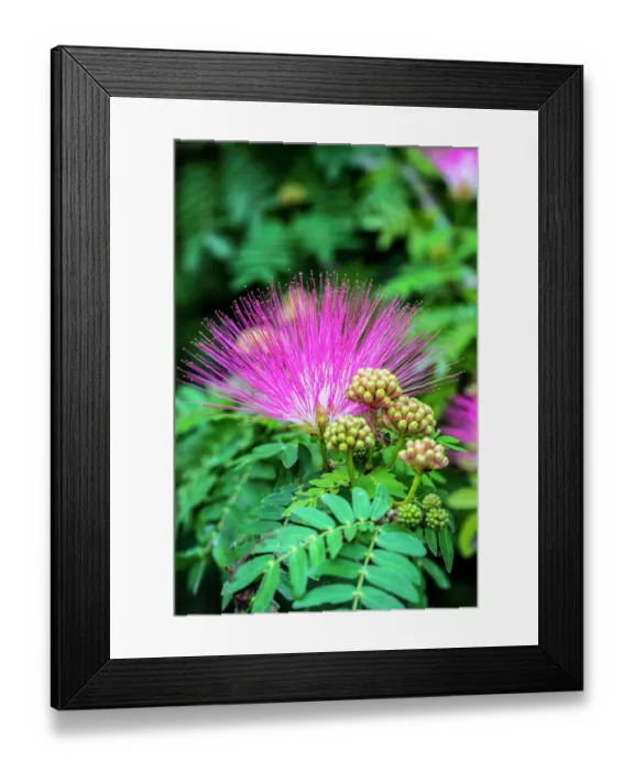 Framed Print : Mimosa tree in bloom Framed Print : Mimosa tree in bloom