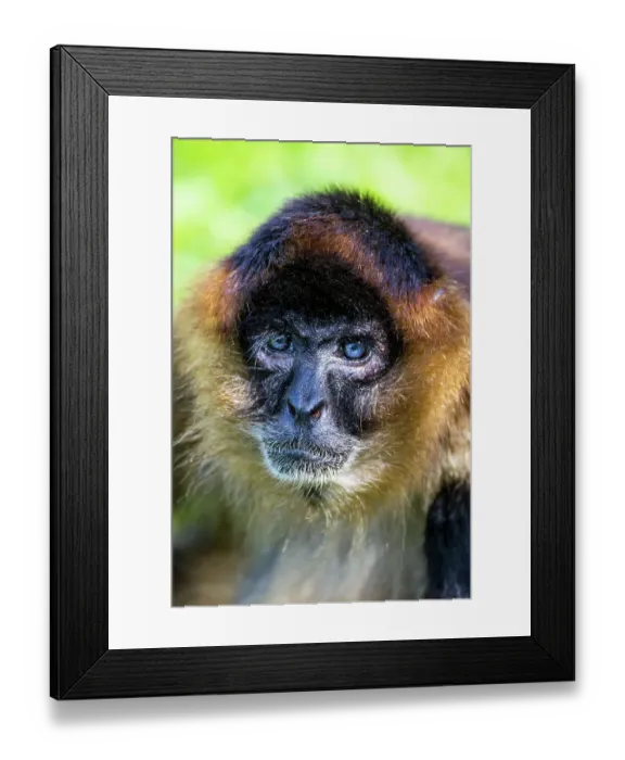 Framed Print : Spider monkey with deep blue eyes Framed Print : Spider monkey with deep blue eyes