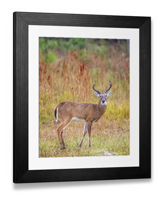 Framed Print : Male white-tailed deer in southwest Florida