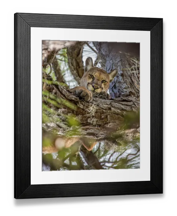 Framed Print : A Florida panther sought refuge in a tree