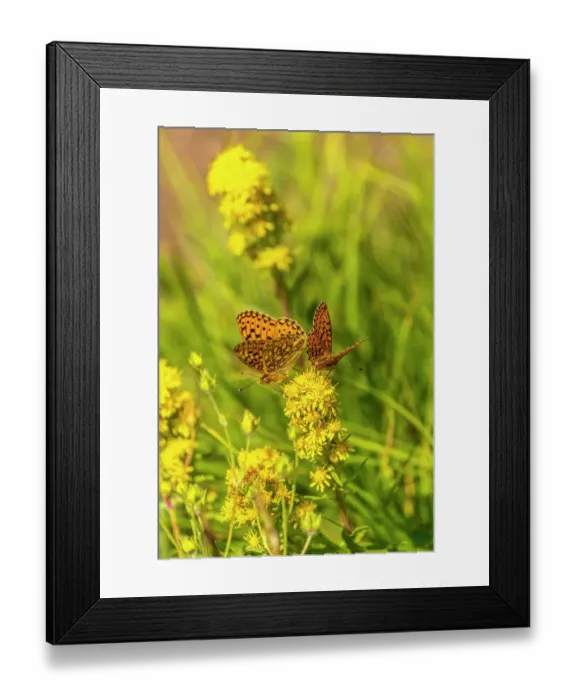 Framed Print : USA, New Mexico, Sangre de Christo Mountains. Silver-bordered fritillary butterflies Framed Print : USA, New Mexico, Sangre de Christo Mountains. Silver-bordered fritillary butterflies