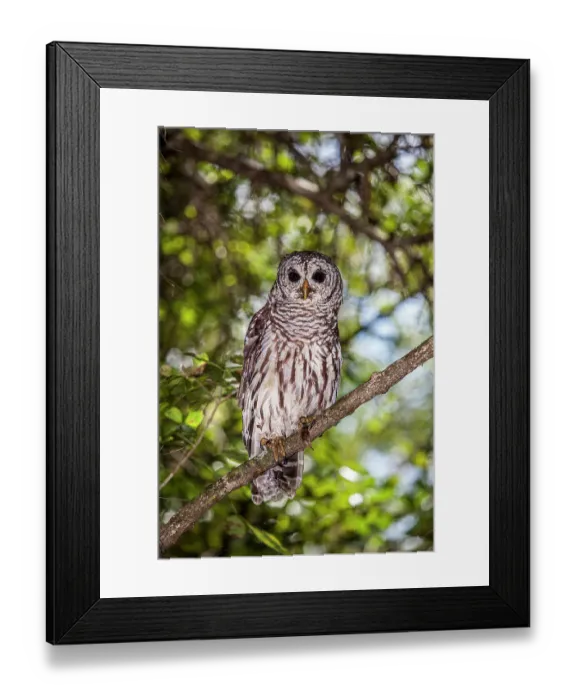 Framed Print : A perched barred owl