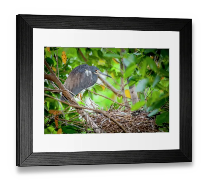 Framed Print : Adult tri-colored heron Framed Print : Adult tri-colored heron