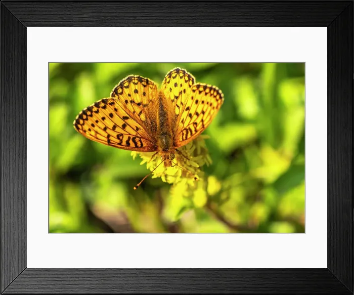Framed Print : USA, New Mexico, Sangre de Christo Mountains. Silver-bordered fritillary butterfly Framed Print : USA, New Mexico, Sangre de Christo Mountains. Silver-bordered fritillary butterfly