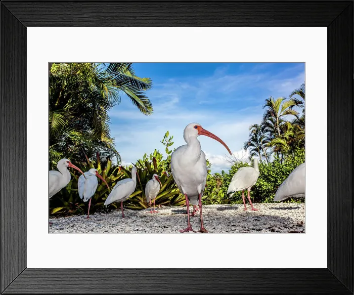 Framed Print : White ibis