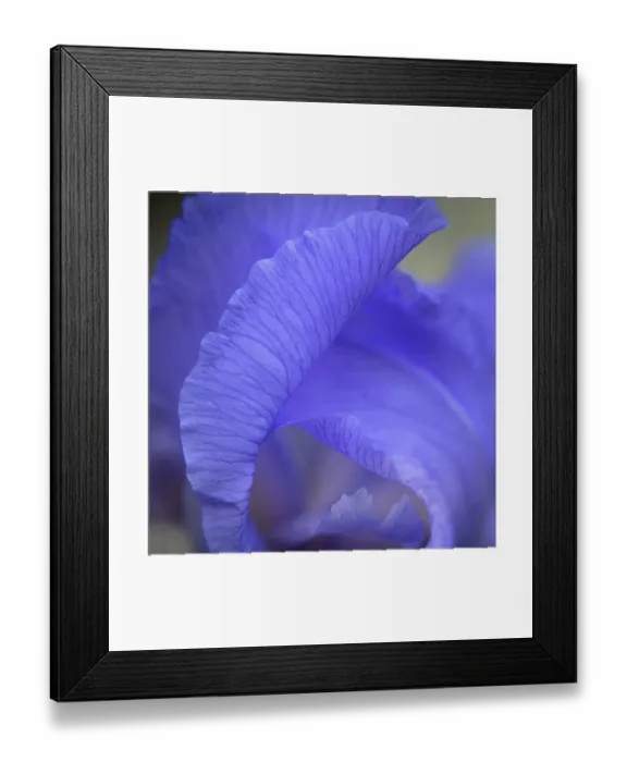 Framed Print : USA, New Jersey. Close-up of iris. ©Jay O'Brien / Jaynes Gallery / DanitaDelimont.com Framed Print : USA, New Jersey. Close-up of iris. ©Jay O'Brien / Jaynes Gallery / DanitaDelimont.com