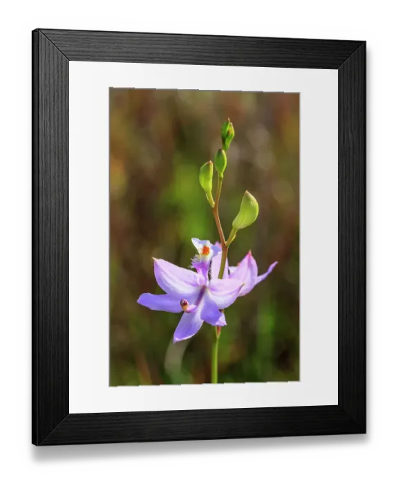 Framed Print : A grass-pink orchid