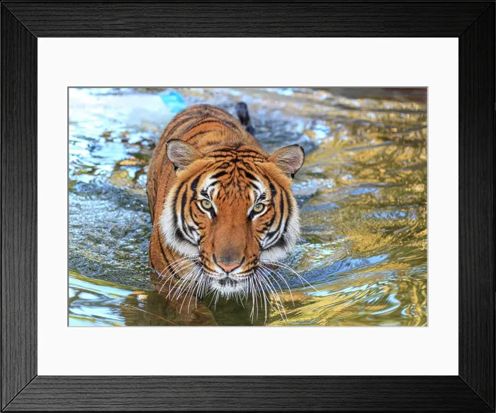Framed Print : A threatening Malayan tiger Framed Print : A threatening Malayan tiger