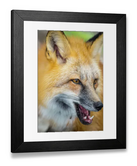 Framed Print : A portrait of a red fox shows off his three primary sensory organs, ears, eyes and nose Framed Print : A portrait of a red fox shows off his three primary sensory organs, ears, eyes and nose