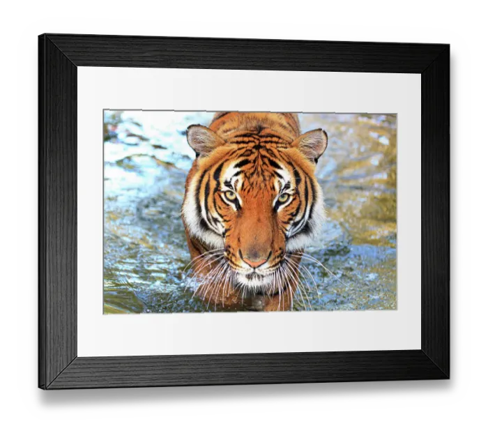 Framed Print : A threatening Malayan tiger Framed Print : A threatening Malayan tiger