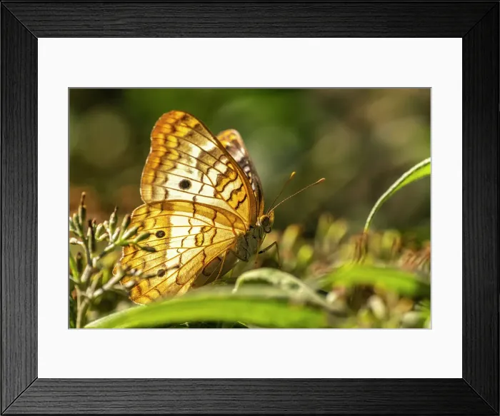 Framed Print : USA, New Mexico, ABQ BioPark Botanic Garden. White peacock butterfly close-up Framed Print : USA, New Mexico, ABQ BioPark Botanic Garden. White peacock butterfly close-up