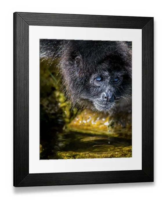 Framed Print : Spider monkey with deep blue eyes Framed Print : Spider monkey with deep blue eyes