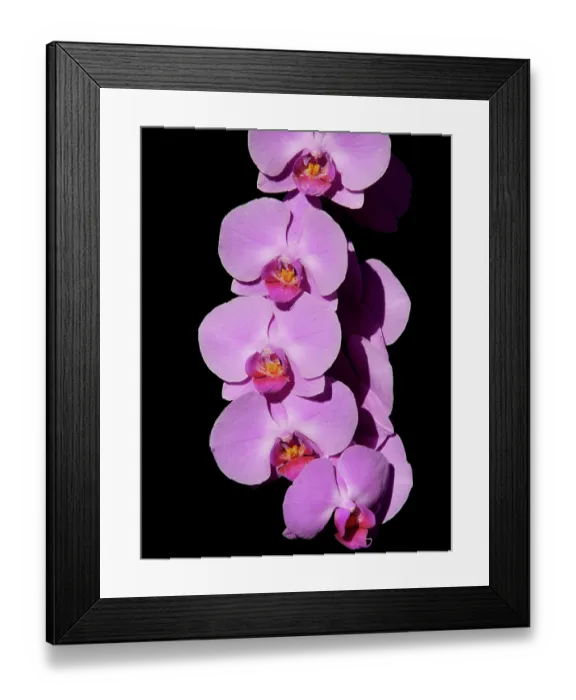 Framed Print : Orchid growing outside in garden, Southern Florida