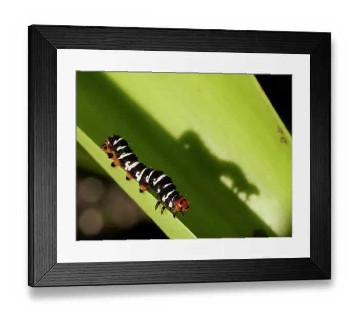 Framed Print : Spanish moth caterpillar, Southern Florida