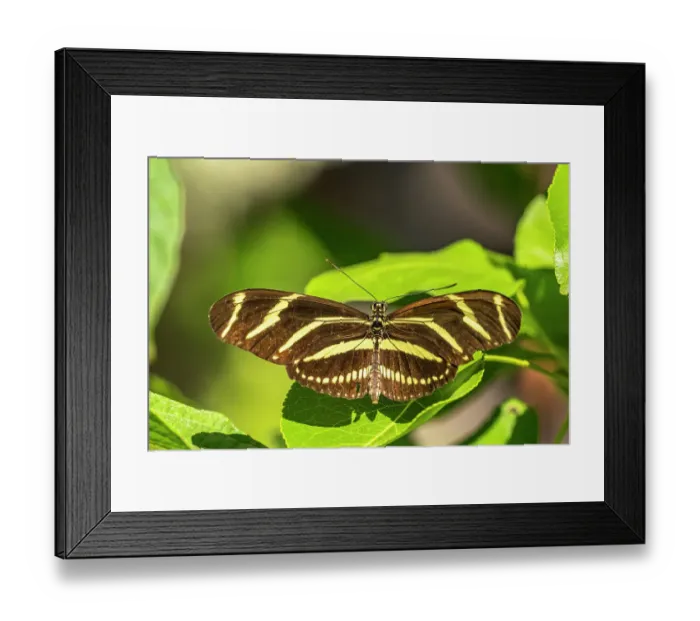 Framed Print : USA, New Mexico, ABQ BioPark Botanic Garden. Zebra long-wing butterfly on flower