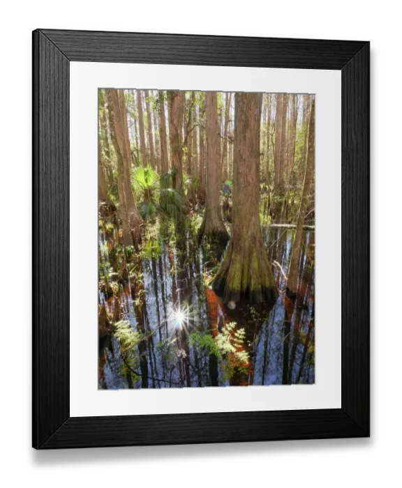 Framed Print : Cypress in Grassy Waters Preserve, part of everglades drainage, near West Palm Beach, Southern Florida Framed Print : Cypress in Grassy Waters Preserve, part of everglades drainage, near West Palm Beach, Southern Florida