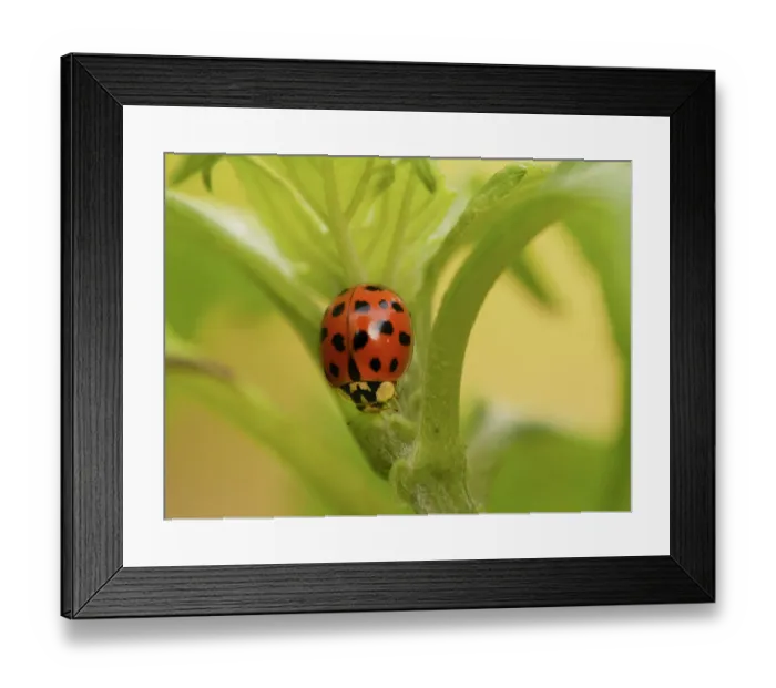 Framed Print : Asian lady beetle, sometimes called Halloween beetle because it often invades homes in October, Southern Florida