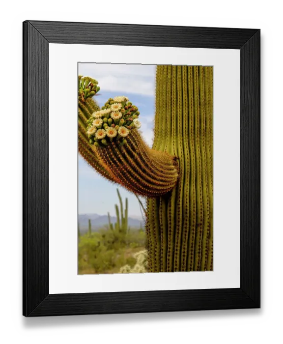 Framed Print : Cactus flowers, Arizona Framed Print : Cactus flowers, Arizona