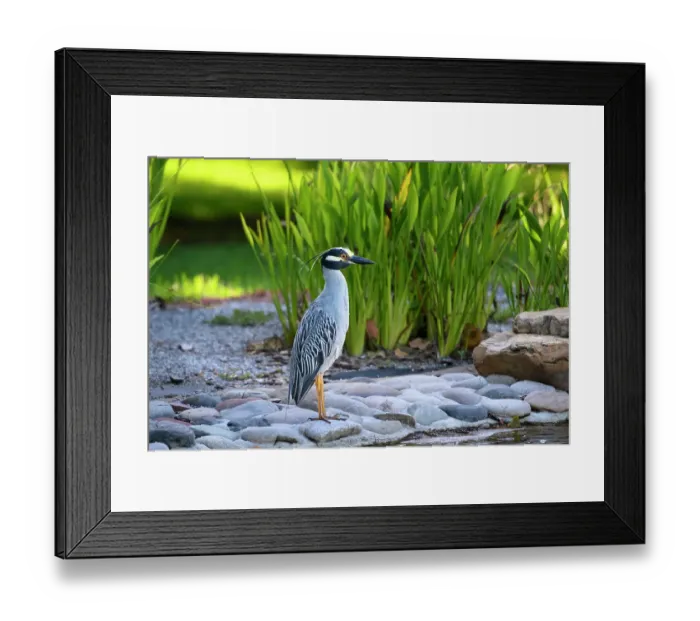 Framed Print : Yellow-crowned night heron standing majestic alongside a pond against green reeds Framed Print : Yellow-crowned night heron standing majestic alongside a pond against green reeds
