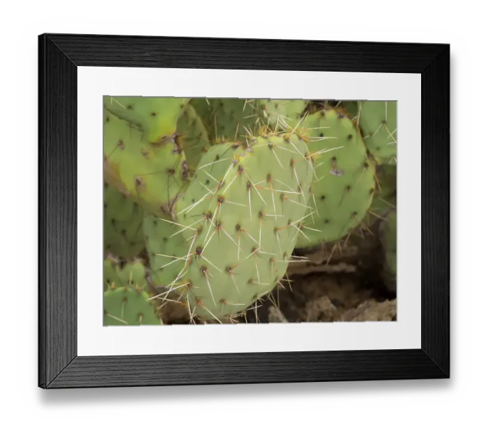 Framed Print : Arizona, Tucson, Arizona-Sonora Desert Museum. Prickly pear cactus close-up