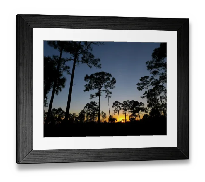 Framed Print : Pine trees at sunset in J.W. Corbett Wildlife Management Area near West Palm Beach, Florida Framed Print : Pine trees at sunset in J.W. Corbett Wildlife Management Area near West Palm Beach, Florida