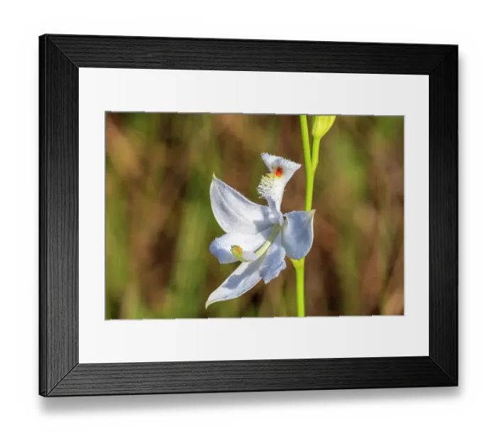 Framed Print : A rare white grass-pink orchid