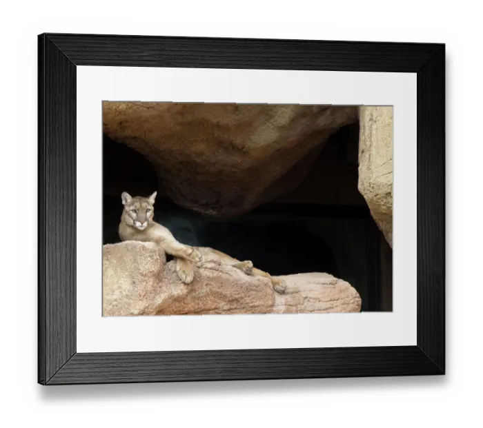 Framed Print : Arizona, Arizona-Sonora Desert Museum. Mountain lion Framed Print : Arizona, Arizona-Sonora Desert Museum. Mountain lion