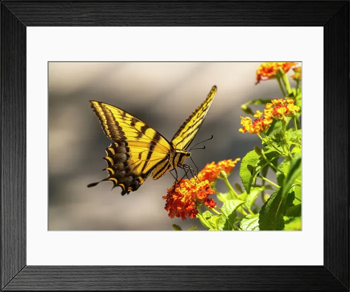 Framed Print : USA, New Mexico, ABQ BioPark Botanic Garden. Western tiger swallowtail butterfly on flowers